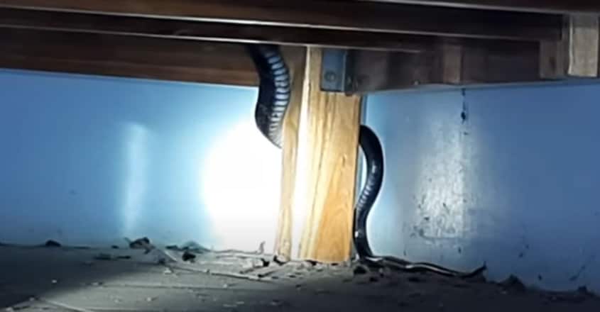 scary-king-cobra-caught-under-womans-wooden-bed scary-king-cobra-caught-under-womans-wooden-bed