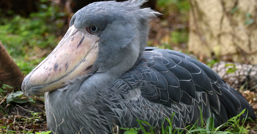 shoebill-stork-prehistoric-dinosaur-looking-bird1