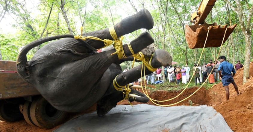 Popular elephant Kiran Ganapathy dies at 55 in Kottayam Popular elephant Kiran Ganapathy dies at 55 in Kottayam