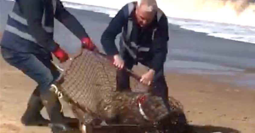 Famous seal with plastic ring on its neck for years is finally rescued Famous seal with plastic ring on its neck for years is finally rescued