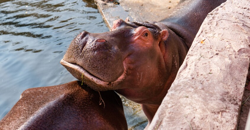 zookeepers-reveal-the-dark-lowdown-dirty-inside-secrets-of-zoos2 zookeepers-reveal-the-dark-lowdown-dirty-inside-secrets-of-zoos2