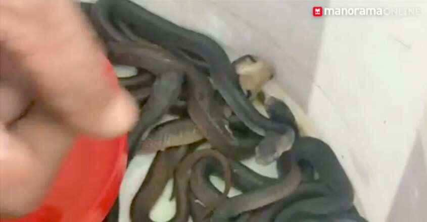 33-snake-eggs-hatch-at-forest-office-in-nilambur1 33-snake-eggs-hatch-at-forest-office-in-nilambur1