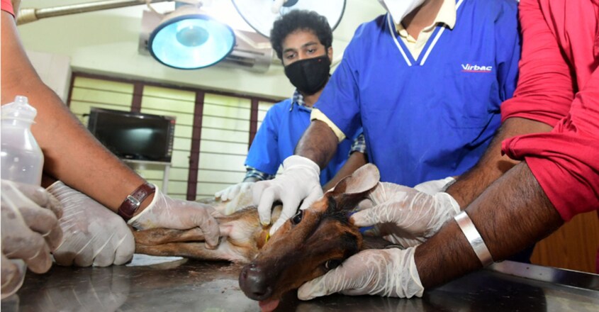 deer-chased-by-stray-dogs-spotted-in-kannur-rescued1 deer-chased-by-stray-dogs-spotted-in-kannur-rescued1