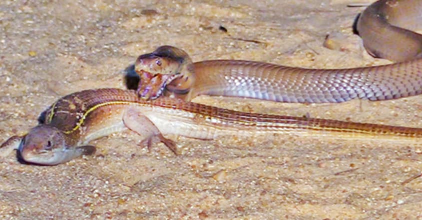 battle-between-cobra-and-lizard-greater-kruger battle-between-cobra-and-lizard-greater-kruger