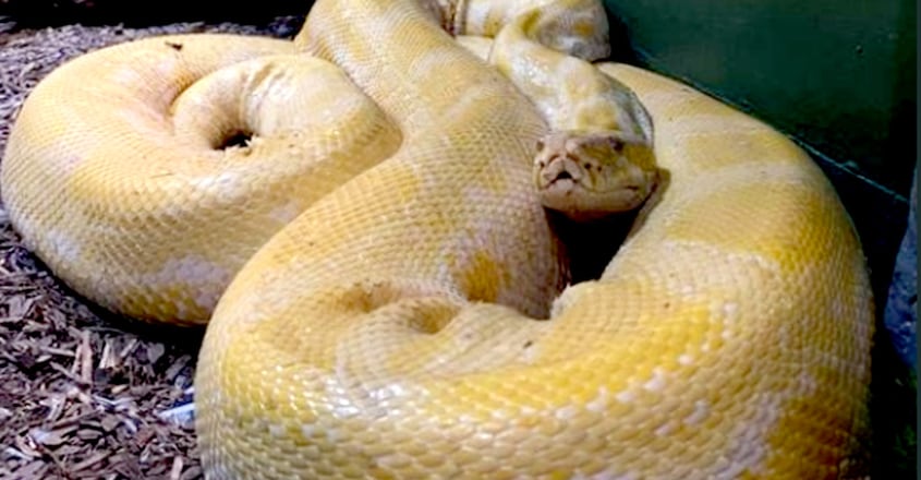 12-foot-snake-escapes-from-zoo-found-in-shopping-mal1 12-foot-snake-escapes-from-zoo-found-in-shopping-mal1