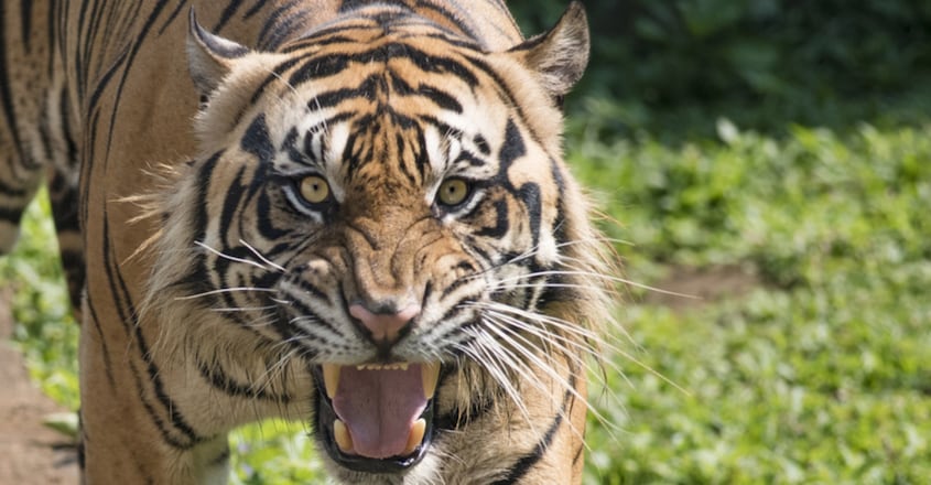 Two People Killed By Tiger In Uttar Pradesh's Pilibhit Tiger Reserve Two People Killed By Tiger In Uttar Pradesh's Pilibhit Tiger Reserve