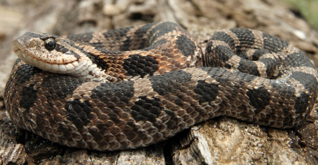 North Caroline Eastern Hognose Zombie Snake Plays Dead