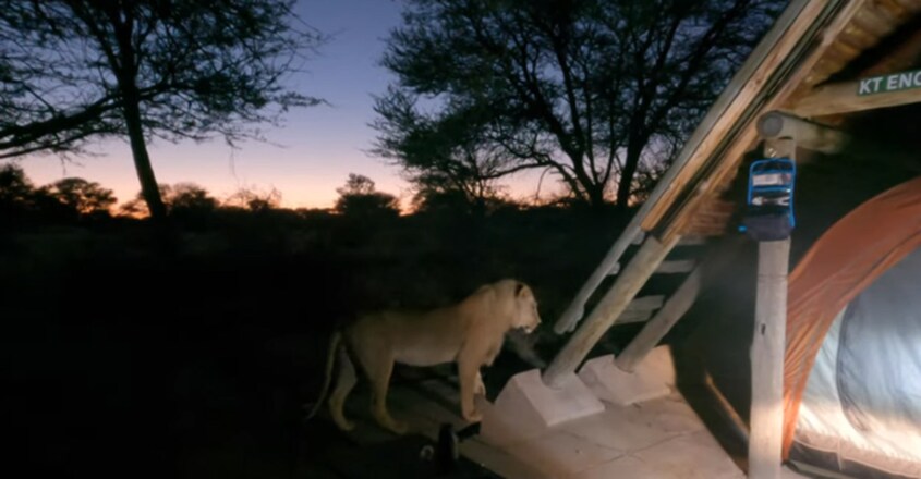 lion-explores-inside-campers-tent-here-is-what-happened-next lion-explores-inside-campers-tent-here-is-what-happened-next