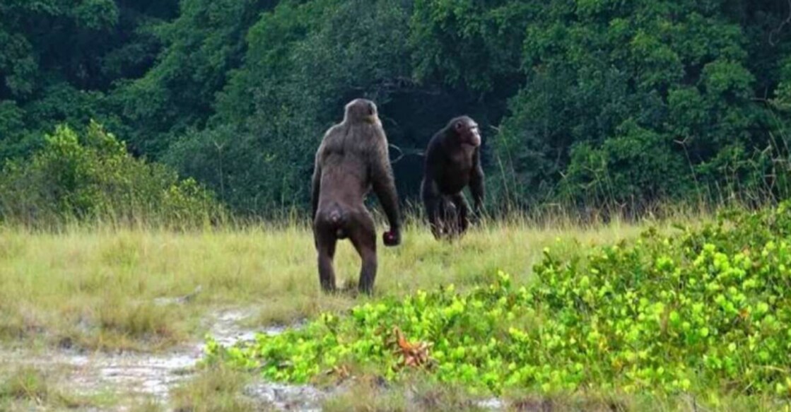 Chimpanzees Seen Killing Gorillas For The First Time Chimpanzees Seen Killing Gorillas For The First Time