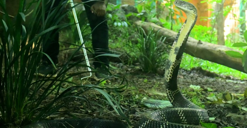 king-cobra-breeding-centre-at-parassinikkadavu-snake-park1 king-cobra-breeding-centre-at-parassinikkadavu-snake-park1
