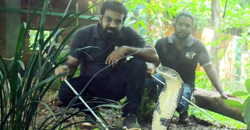 king-cobra-breeding-centre-at-parassinikkadavu-snake-park2 king-cobra-breeding-centre-at-parassinikkadavu-snake-park2