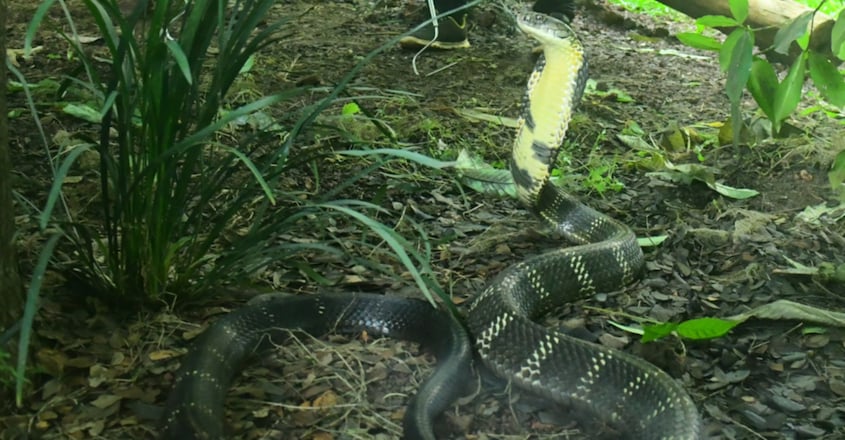 king-cobra-breeding-centre-at-parassinikkadavu-snake-park5 king-cobra-breeding-centre-at-parassinikkadavu-snake-park5