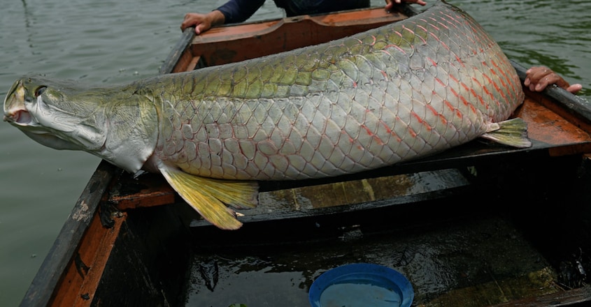 Arapaima fish scales are extremely tough because they made of tissue arranged in the Bouligand structure Arapaima fish scales are extremely tough because they made of tissue arranged in the Bouligand structure