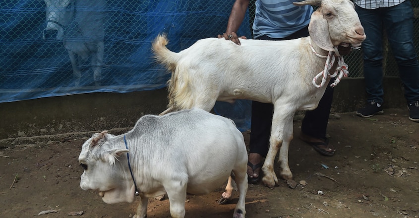 Thousands Flock To See 23-Month-Old Dwarf Cow Thousands Flock To See 23-Month-Old Dwarf Cow