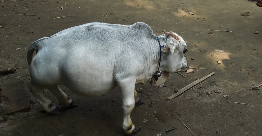 Thousands Flock To See 23-Month-Old Dwarf Cow Thousands Flock To See 23-Month-Old Dwarf Cow