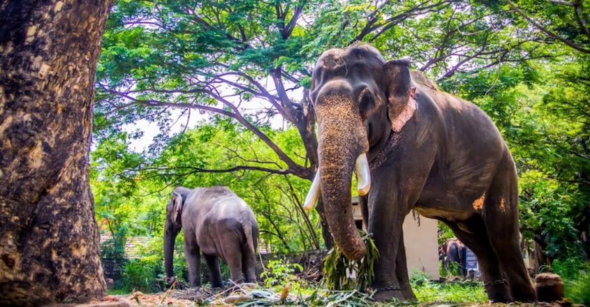 Kerala elephants