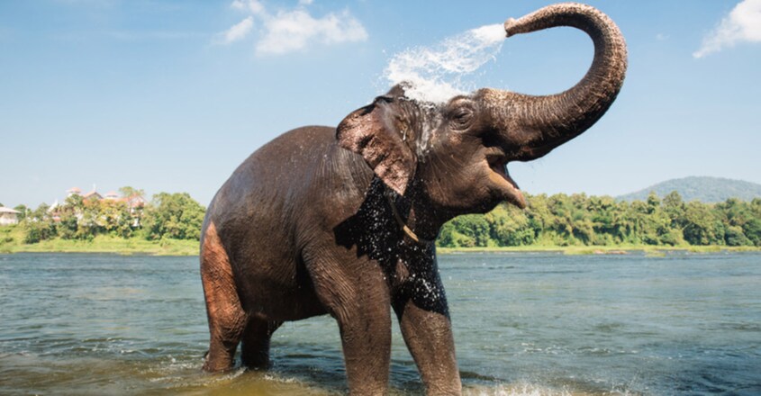 Elephant Elephant