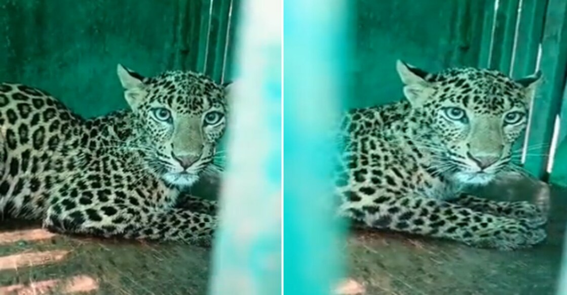 Both Leopard And Dog That Fell Into A Well In Maharashtra