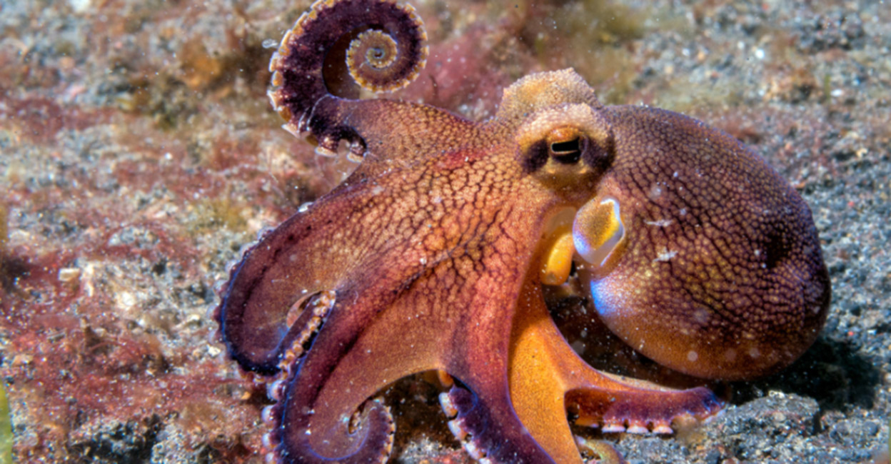 Timothy Octopus മനുഷ്യർ അപ്രത്യക്ഷരായാൽ പിന്നെ ഭൂമി ഭരിക്കുക ഈ ജീവികള്; 300 തരമുണ്ട് ...