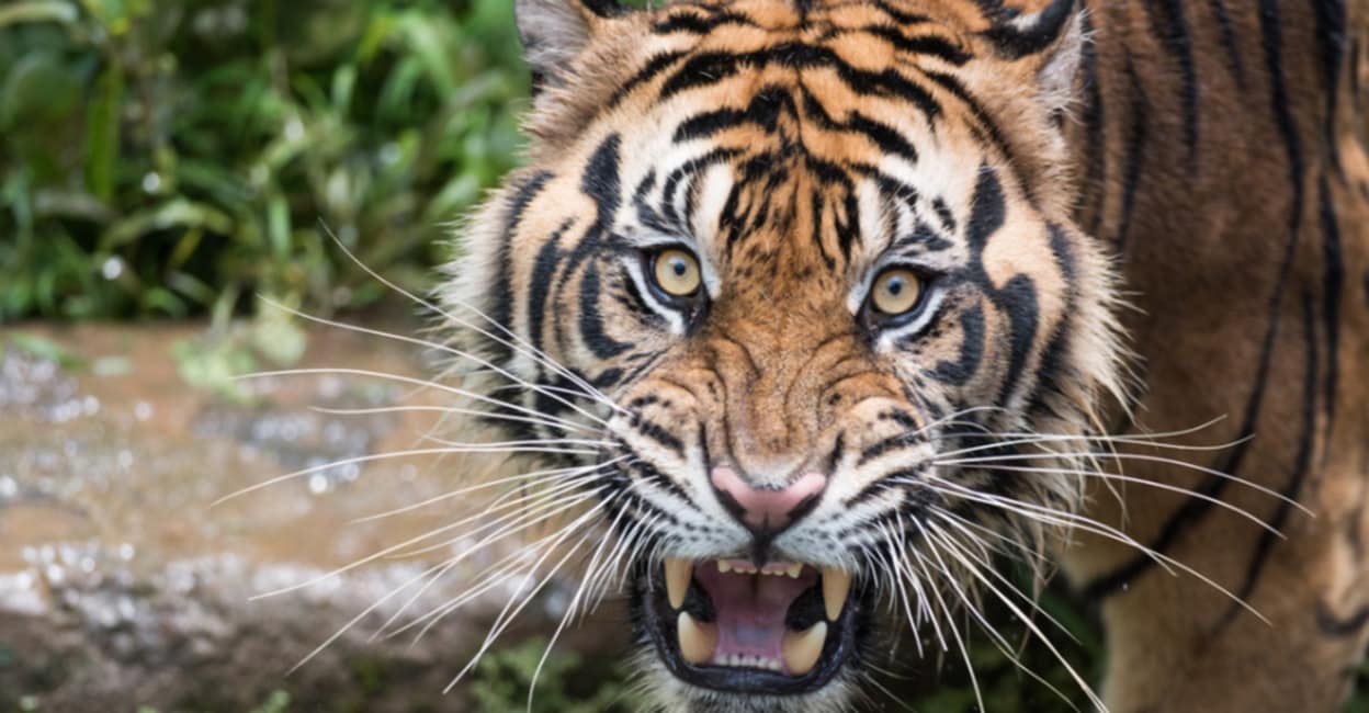 Суматранский тигр Шуттерсток
