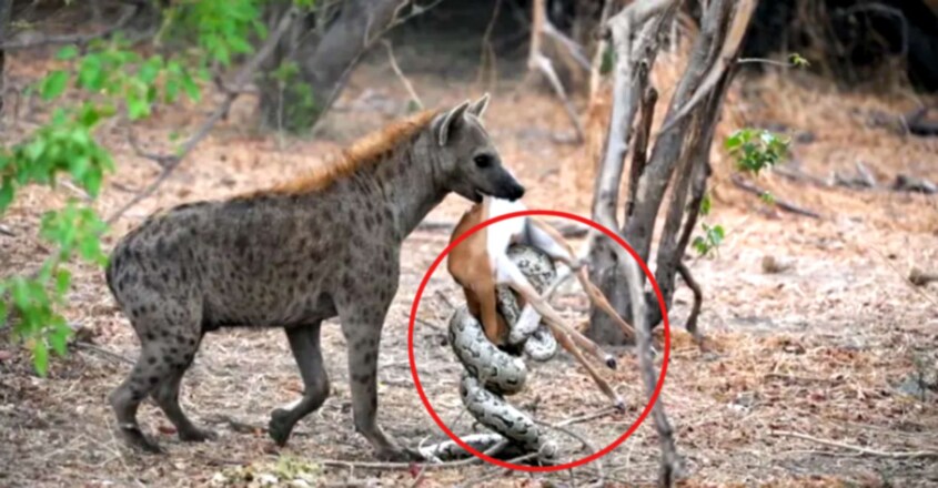 | Impala Baby Tries Escaping Python & Hyena