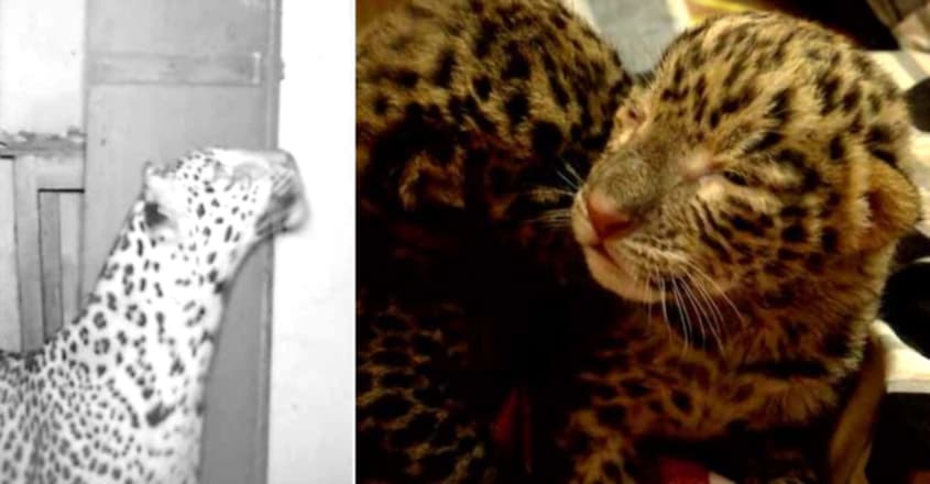 Leopard cubs found inside a locked house in Palakkad