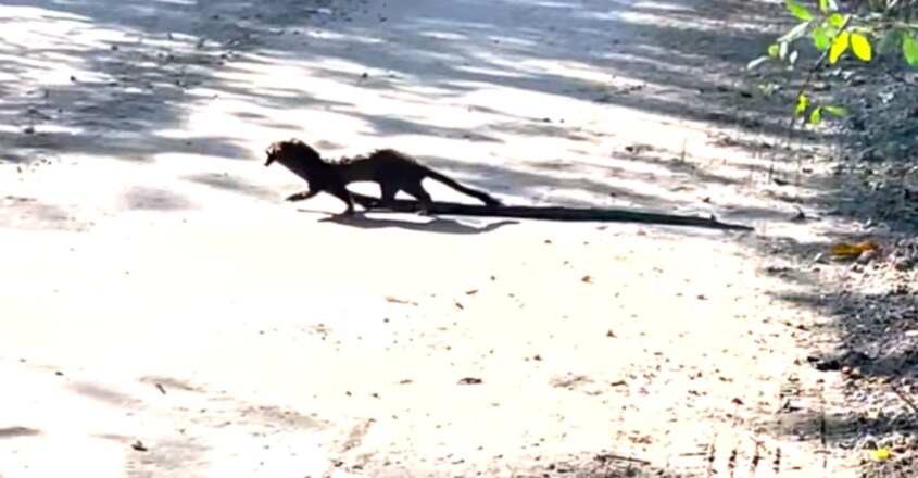 Mink caught on camera carrying snake in Florida