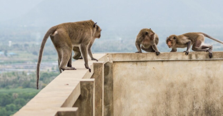 Meerut: Monkeys grab toddler, drown baby in water tank