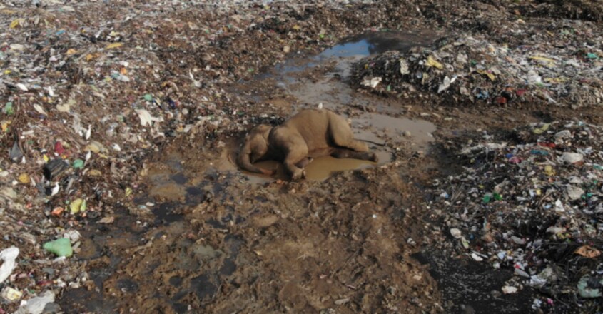 Elephants dying from eating plastic waste in Sri Lankan dump Elephants dying from eating plastic waste in Sri Lankan dump