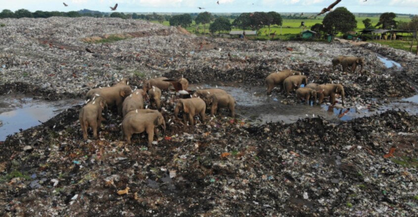  Elephants dying from eating plastic waste in Sri Lankan dump