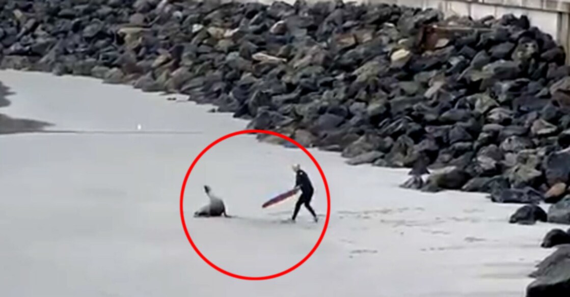 Bodyboarder seen swinging board at sea lion on New Zealand beach