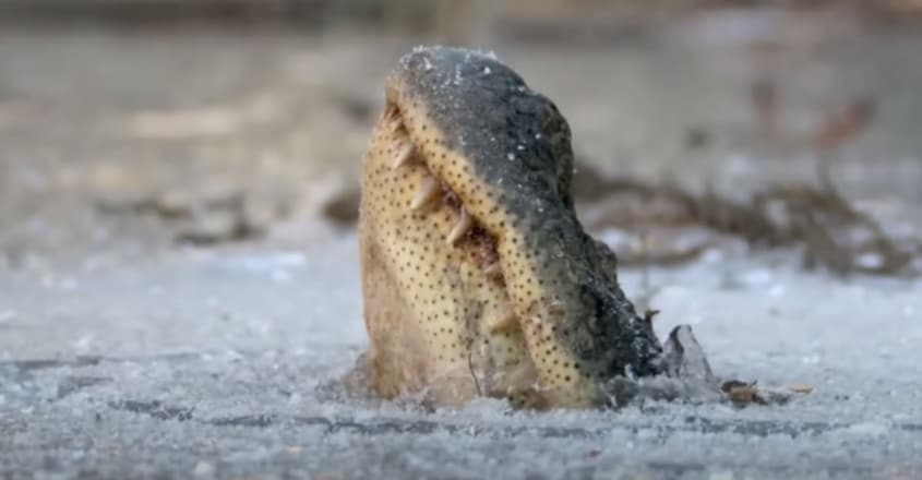 How do alligators survive the winter weather in a frozen pond