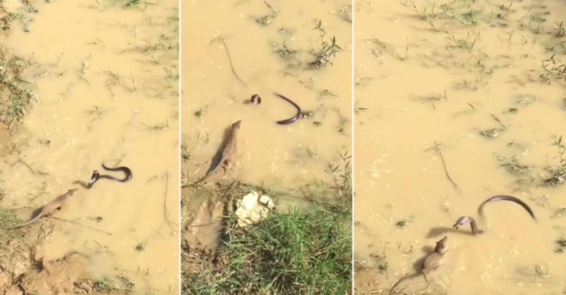 Cobra And Indian Grey Mongoose Get Into Massive Fight, Guess Who Won? Grab Image from video shared on Instagram by wildnimalia