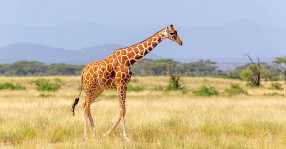 Image Credit: 25ehaag6/Istock