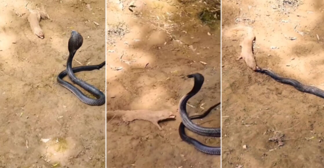 Indian Grey Mongoose Eats King Cobra Alive! Grab Image frm video shared on Instagram by
beautiful_new_pix