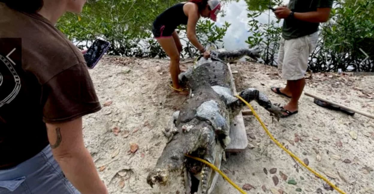 Bait deposited in the internal organs: the crocodile died after hours of ordeal