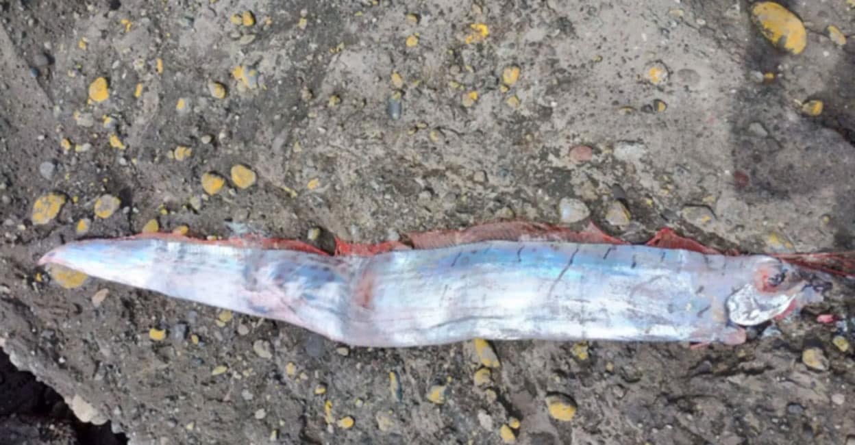 It’s memorable to have hit the beach in Chile;  15-foot-long ‘Doomsday’ fish washes up on a South American beach, residents call harbingers of disaster