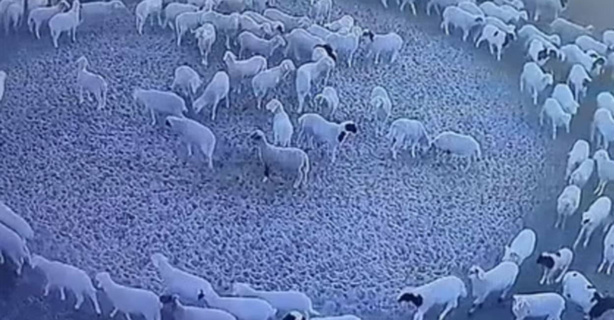 The mystery is unraveled;  Behind the goats circling non-stop for 12 days?