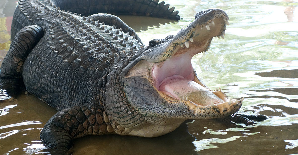 Alligator attack while swimming in lake;  Man Loses Part of Skull in Horror Alligator Attack—’I Was Inside Its Mouth’