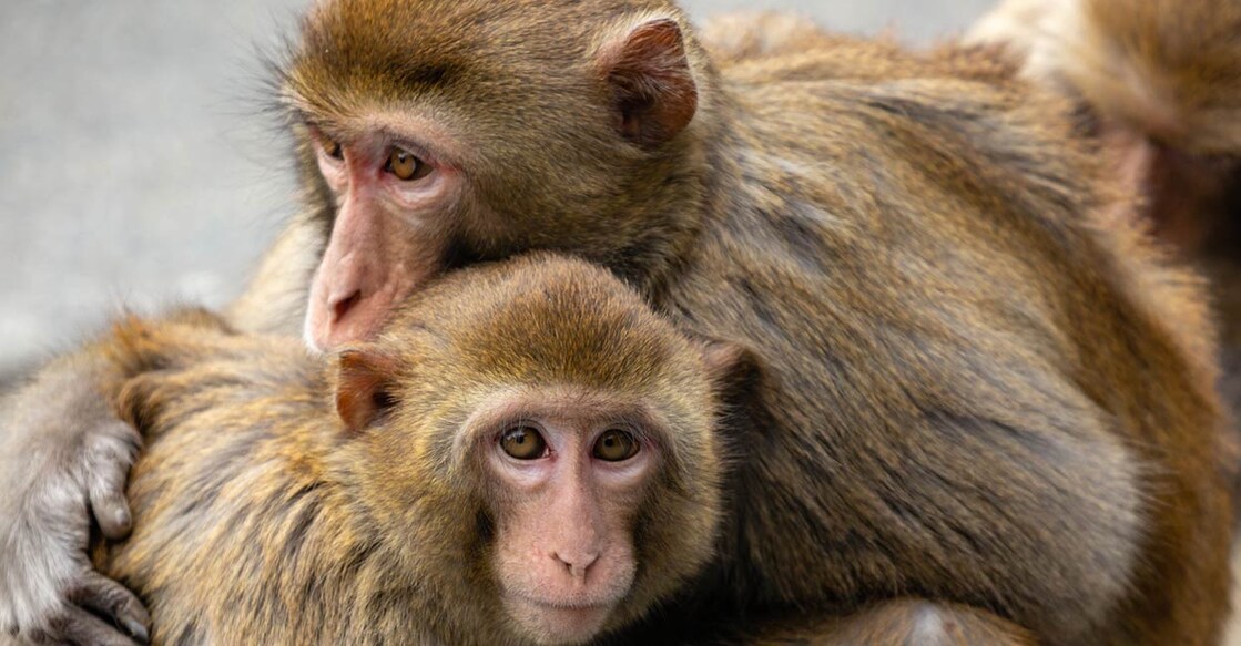China to send monkeys in space for zero-gravity mating experiment പ്രതീകാത്മക ചിത്രം. Image Credit: Zane Michael Cooper/ Istock