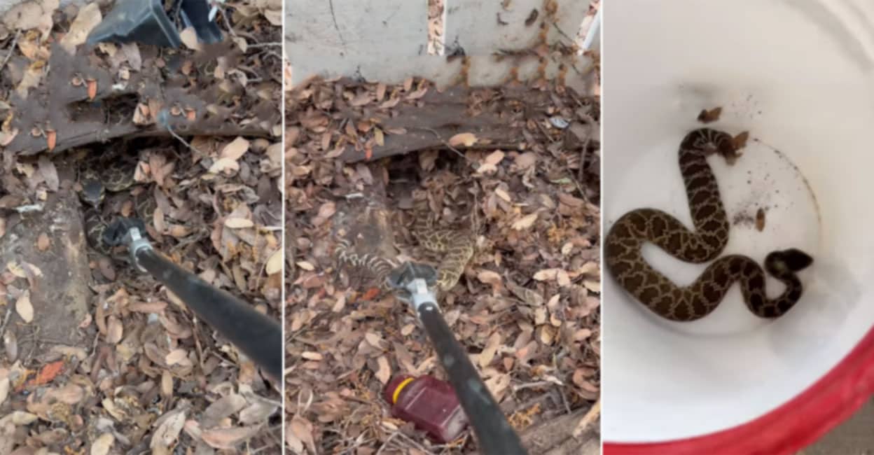 A poisonous snake lurked within the charcoal;  Angry Rattlesnake Leaves California Snake Catcher’s Tongs Drenched in Venom