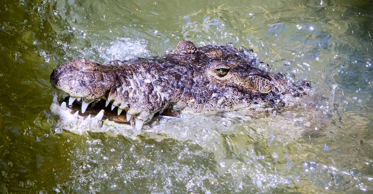 Crocodile attack while parents watch;  Crocodile Kills 8-Year-Old Boy In Front Of His Parents In Costa Rica- Crocodile Kills 8-Year-Old Boy In Front Of His Parents In Costa Rica