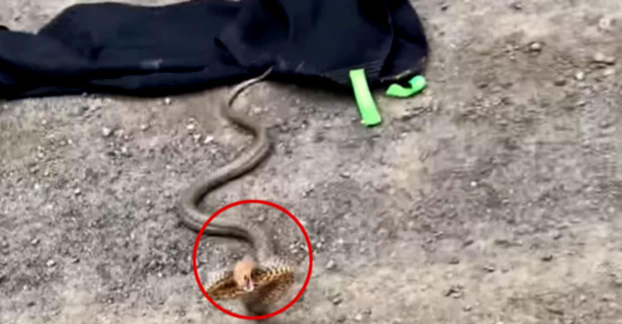 Huge deadly snake attacks man with ‘incredibly rare’ defensive move – Video – Huge deadly snake attacks man with ‘incredibly rare’ defensive move