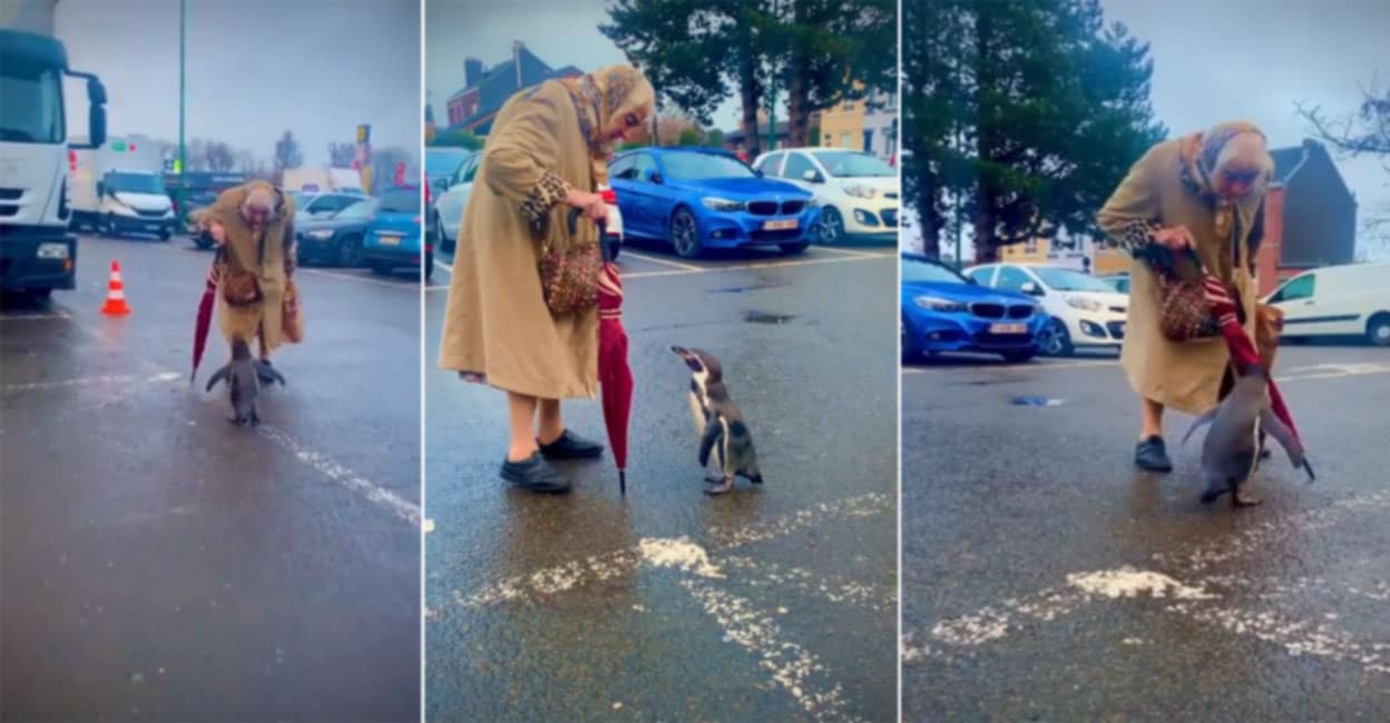 Grandmother greeted the penguin who came after her;  Rare Friendship View – Video – The video of a curious penguin following an older woman is the cutest