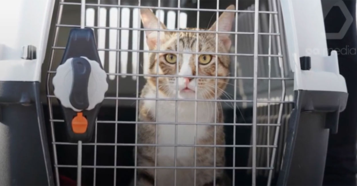 ഉന്നതനിരയിലുള്ള പൂച്ചകളുടെ കൂട്ടത്തിലേക്ക് ‘ഡേവ്’; സ്വാഗതം ചെയ്ത് ലാറി