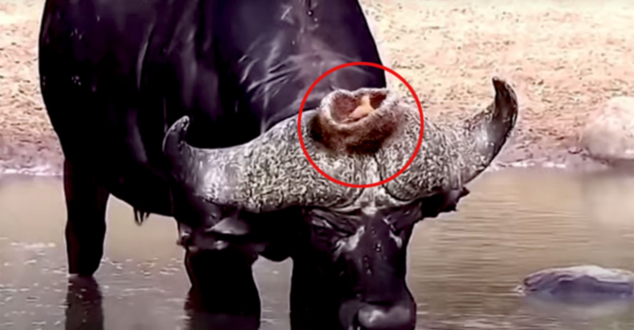 ഇതാണ് സഞ്ചരിക്കുന്ന വീട്; കുരുവി കൂടൊരുക്കിയത് കാട്ടുപോത്തിന്റെ തലയി