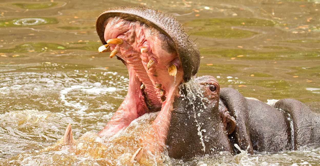 2-year-old swallowed by hippopotamus;  Hungry hippo swallows toddler in Uganda