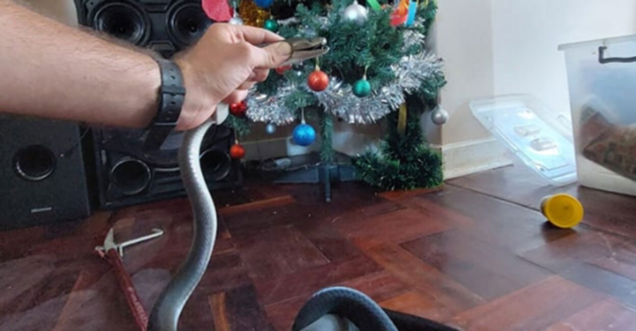 A six-and-a-half-foot black mamba lurks under the Christmas tree;  South African Family Finds Highly Venomous Black Mamba Snake Underneath Christmas Tree