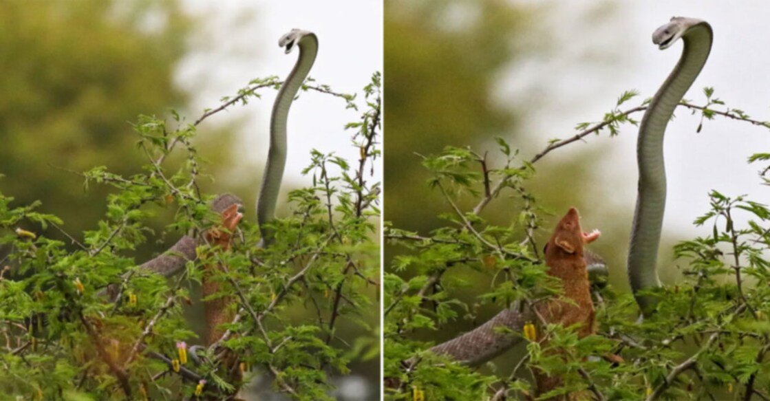 Mongoose Attacks World’s Most Feared Snake Image Credit: Ankia Pusey/Latestsightings