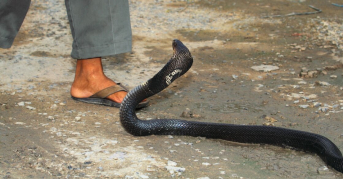 snakebite-kills-58000-persons-per-year-india Image Credit: Shutterstock